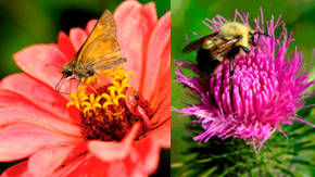 multiplicacion de las plantas con capullos