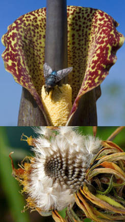 reproduccion de las plantas con flores