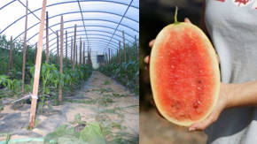 melones de agua de invernadero