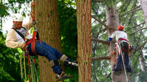 proteccion en el desmoche de arboles