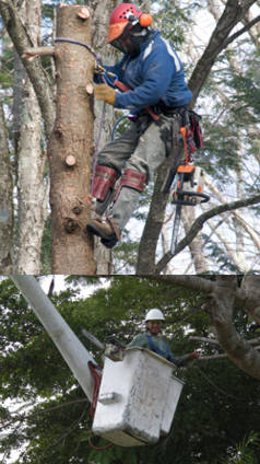 seguridad en la poda de arboles