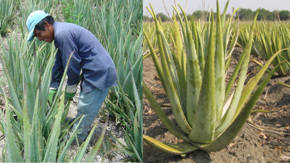 tecnicas del cultivo de aloe vera