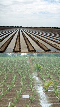 sistemas de plantacion de aloe vera