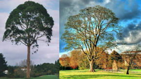 clases de arboles