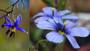 ejemplos de flores azulinas