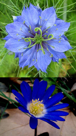 tipos de flores azules