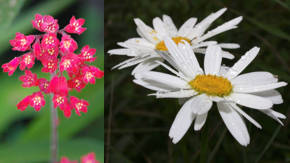 tipos de flores de exterior