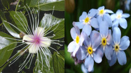 tipos-de-flores-en-extincion