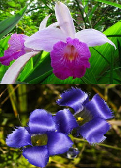 tipos-de-flores-en-la-sabana