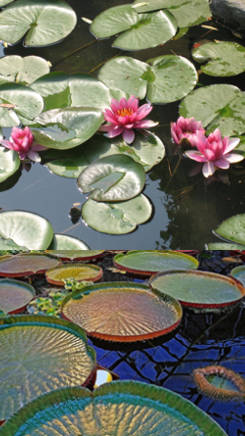 ejemplos de plantas de agua