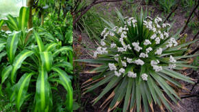 tipos de plantas medicinales