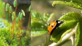 tipos de reproduccion de plantas