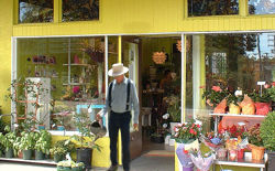 venta-al-por-mayor-de-flores-para-jardin