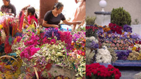 venta de flores secas