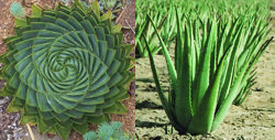 venta-plantas-aloe-vera