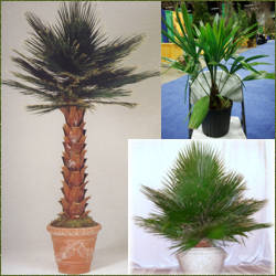 washingtonia en macetas