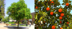 árboles de naranja