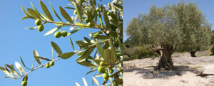 árboles de olivo