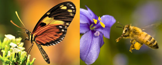 atraer insectos buenos para el jardín