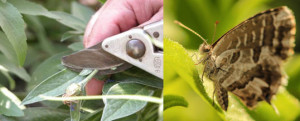 eliminar la mariposa del geranio