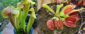 macetas para plantas carnivoras