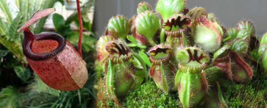 necesidades de luz de las plantas carnivoras