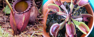 suelo para plantas carnivoras