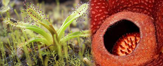 tipos de plantas carnivoras