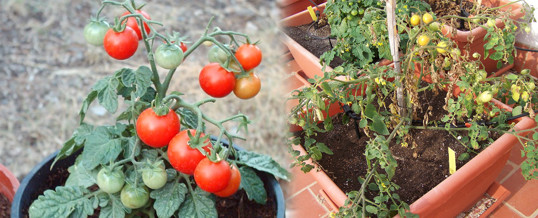 tomates cherry