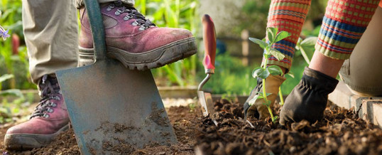 3 consejos basicos para plantar en el jardín