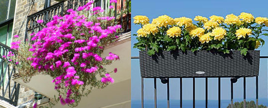 elegir las plantas para el balcón