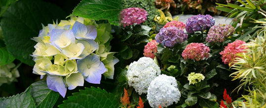 hortensias