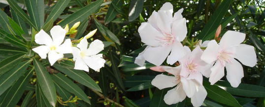 laurel en flor