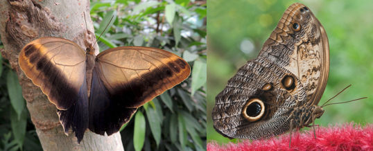 mariposa búho