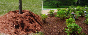 mulching