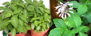 salvia divinorum