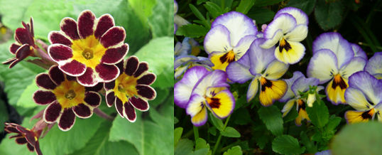 tener flores de jardín de invierno