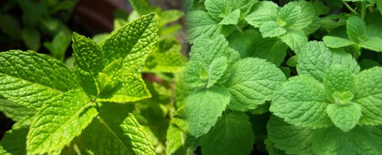 cultivar menta