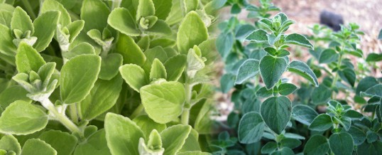 cultivar oregano