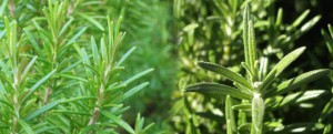 cultivar romero en el jardin