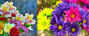 elegir flores según su color