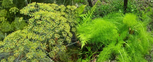 eneldo en el jardín