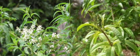 plantar cedrón