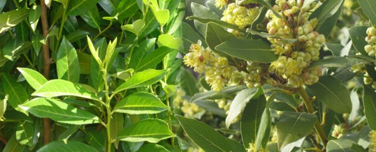 plantar laurel