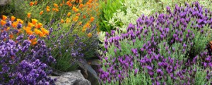 plantar lavanda en el jardín