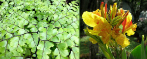 plantas para climas húmedos