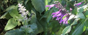 salvia en el jardín