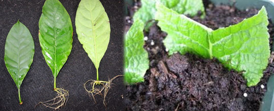 reproducir plantas por sus hojas