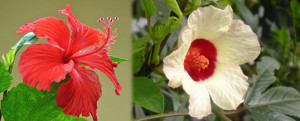 hibisco