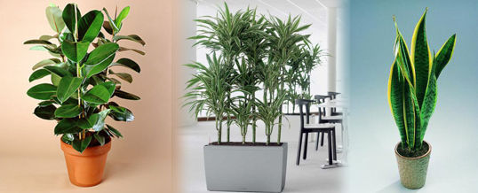 plantas que limpian ambientes